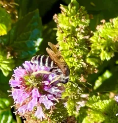 Wide-striped Sweat Bee thumbnail 3