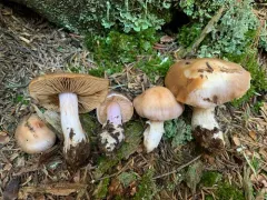Cortinarius biveloides thumbnail 2