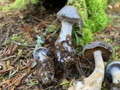 Cortinarius kauffmanianus thumbnail 4