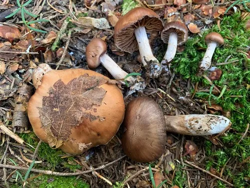 Cortinarius grosmorneensis