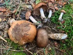 Cortinarius grosmorneensis thumbnail 1