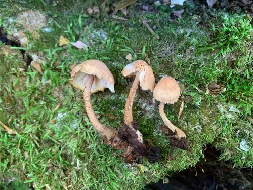 Cystoderma subvinaceum