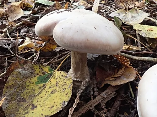 Lepista graveolens