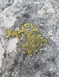 Hidden Goldspeck Lichen thumbnail 3