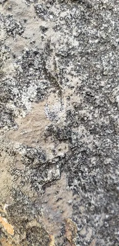 dusty cobblestone lichen