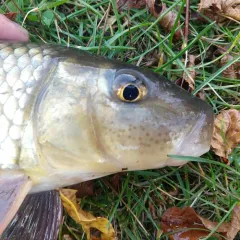 Golden Redhorse thumbnail 3