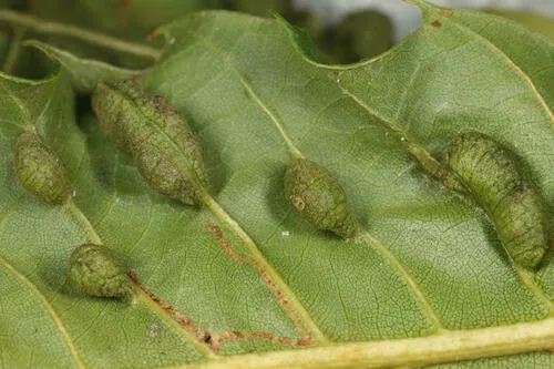 Macrodiplosis castaneae