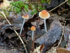 Atheniella leptophylla thumbnail 2