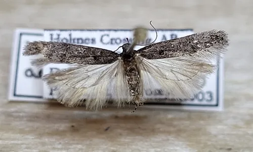 Xenolechia aethiops