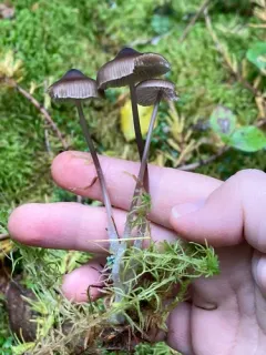 rooting bonnet thumbnail 2