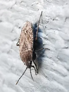 sand bug thumbnail 2