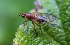 Scathophaga orcasae thumbnail 2