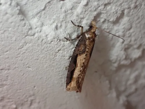 Epinotia kasloana