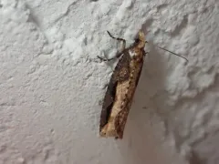 Epinotia kasloana thumbnail 1