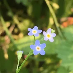 bay forget-me-not thumbnail 1