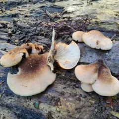 bear lentinus thumbnail 3