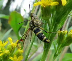 Carmenta giliae thumbnail 4