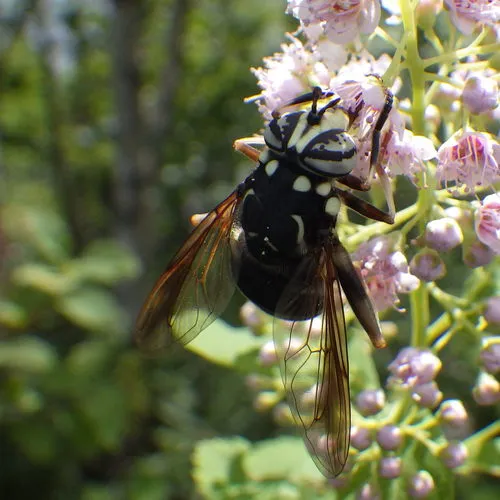 Bald-faced Hornet Fly