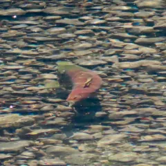 Sockeye Salmon thumbnail 3