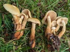 Pholiota malicola thumbnail 2