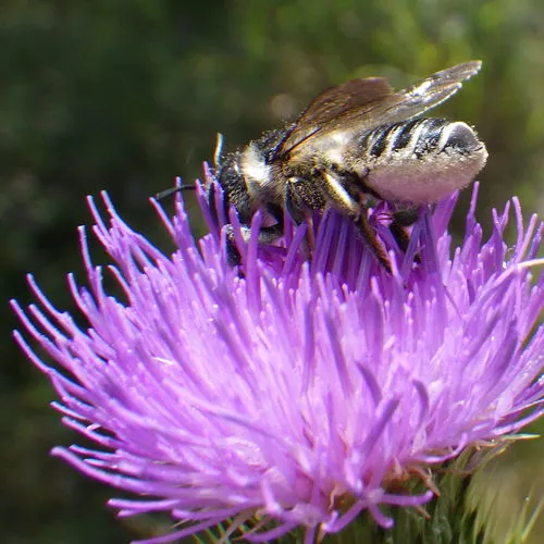 Unarmed Leafcutter Bee