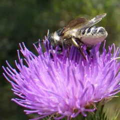 Unarmed Leafcutter Bee thumbnail 1
