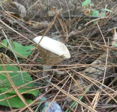 Peppery Milkcap thumbnail 3