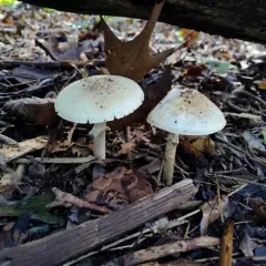 False Death-cap thumbnail 4