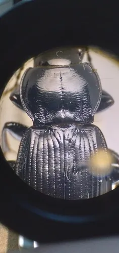 Cyclotrachelus torvus