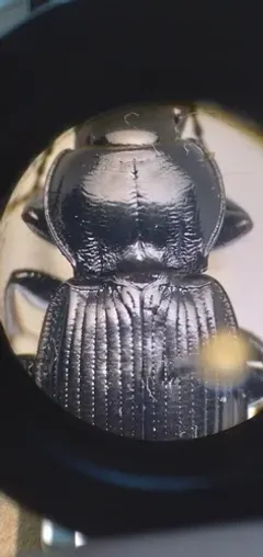 Cyclotrachelus torvus thumbnail 1