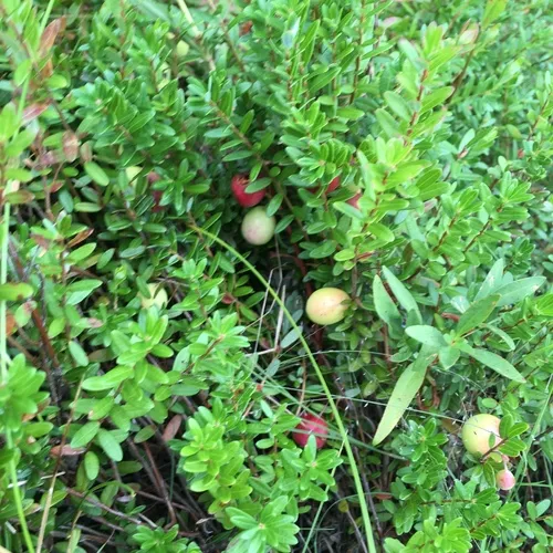 American Cranberry