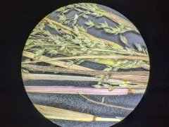 Frank's Lovegrass thumbnail 3