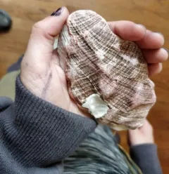 Pinto Abalone thumbnail 3
