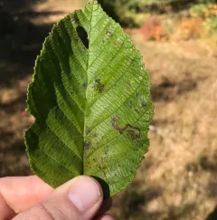 Stigmella corylifoliella thumbnail 3
