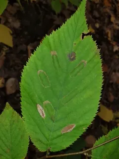 Phyllonorycter obscuricostella thumbnail 3