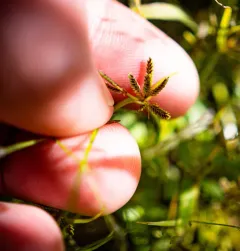 Brown Flatsedge thumbnail 4