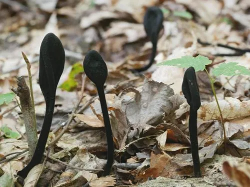 Trichoglossum farlowii