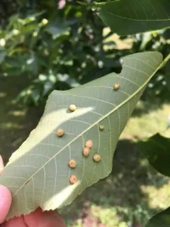 Hickory Bumpy Woody Gall Midge thumbnail 4