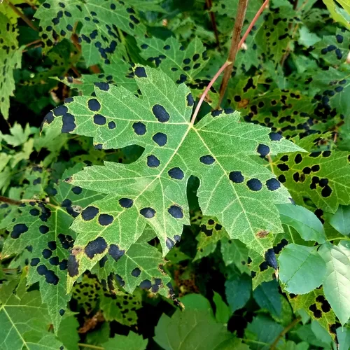 American Tar Spot