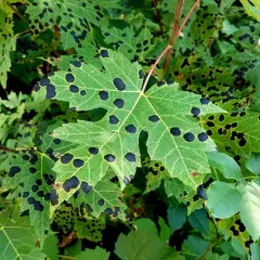 American Tar Spot thumbnail 1