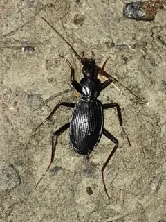 Platynus angustatus thumbnail 2