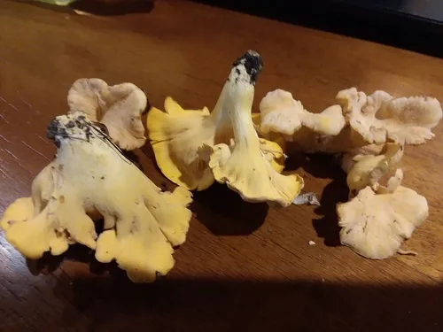 Smooth Chanterelle