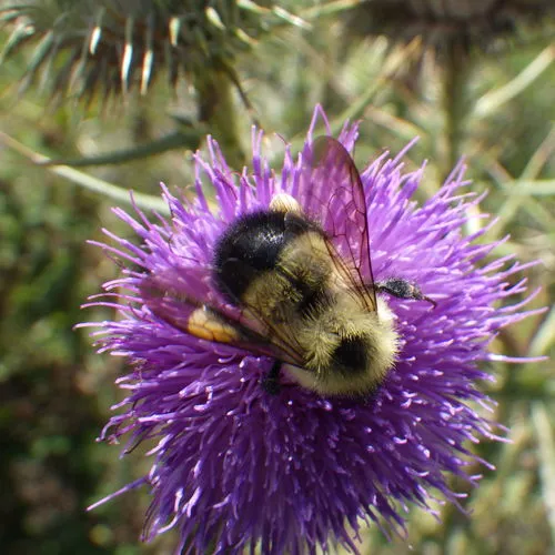Half-black Bumble Bee