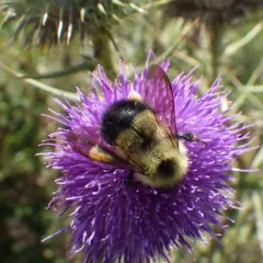 Half-black Bumble Bee thumbnail 1