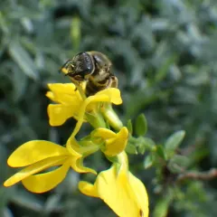 Orange-legged Furrow Bee thumbnail 1