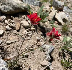 Elmer's Paintbrush thumbnail 3