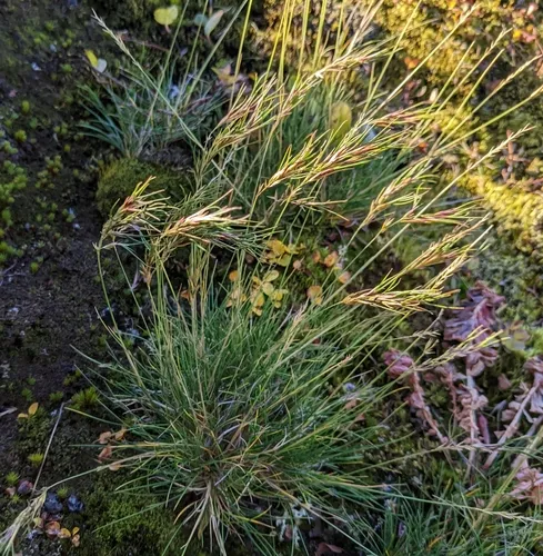 Viviparous Sheep's-fescue