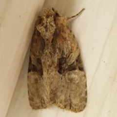 Black-banded Brocade thumbnail 3