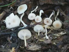 Clitocybe americana thumbnail 1