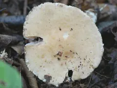 Hard's Stropharia thumbnail 1
